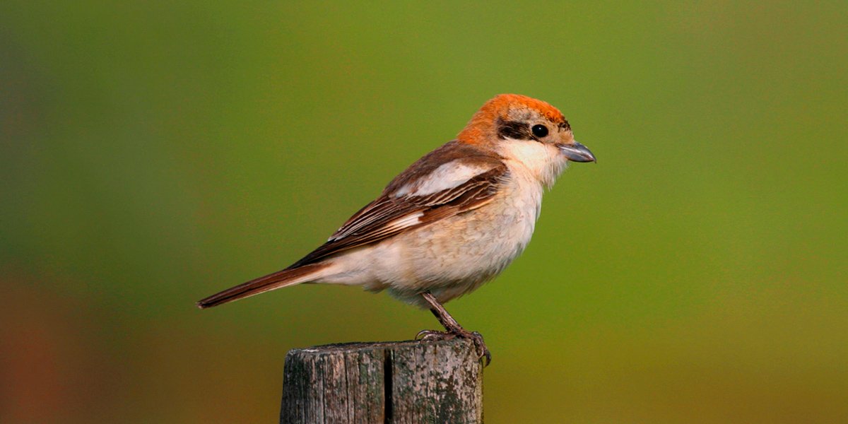 Valderrama environment Woodchat shrike